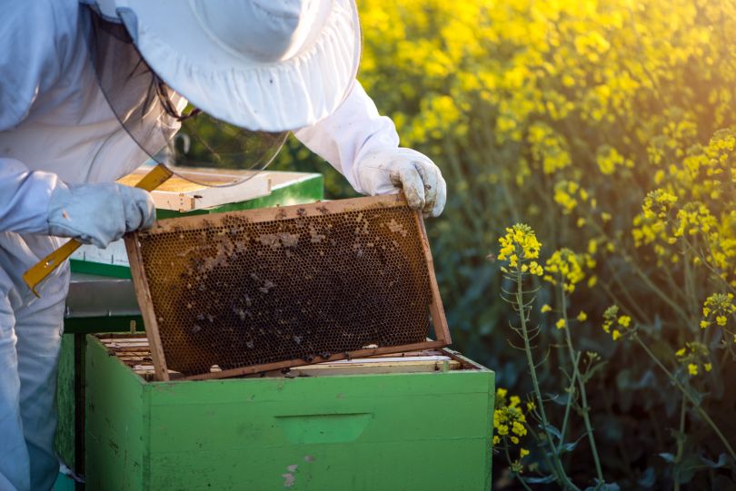 frame hive