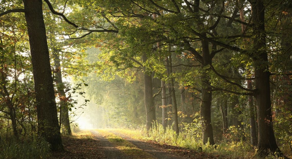 Unique Oak Forest Discovered Near Kyiv