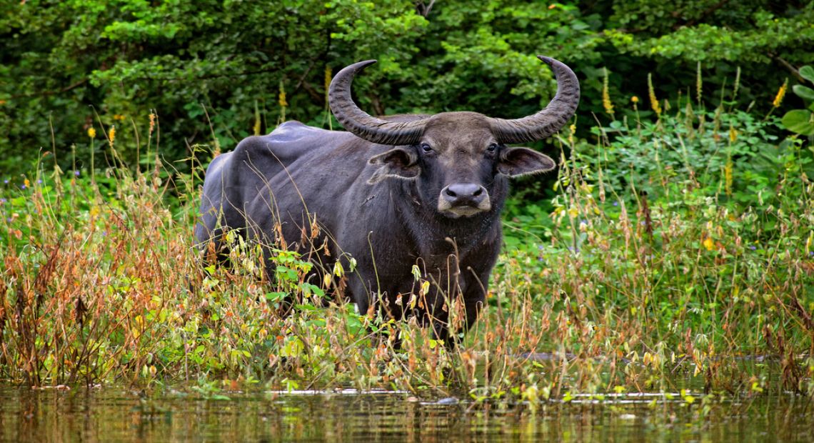 Odesa Eco Park Became Home to the Experimental Herd of Buffaloes