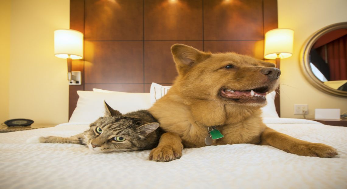 Pets Friendly Hotels in Kyiv