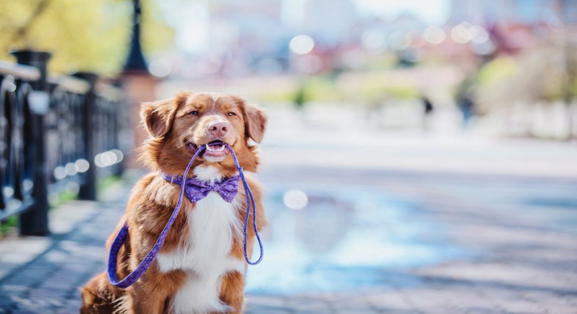 Dog-Friendly Spring 2018 Events in Kyiv