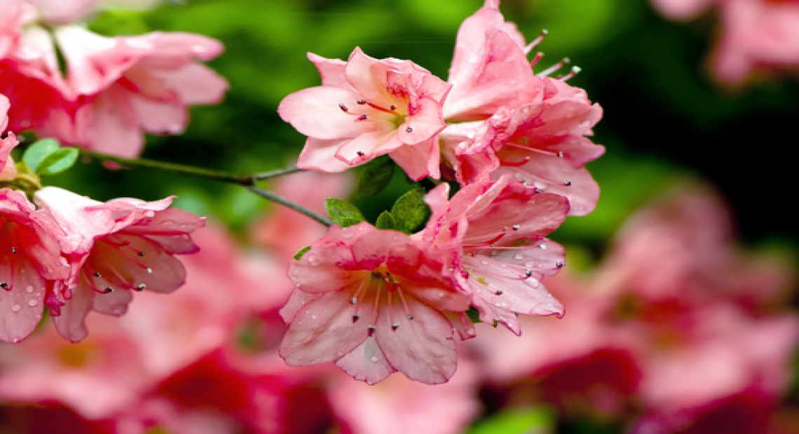 Azaleas Exhibition in Kiev Botanic Garden