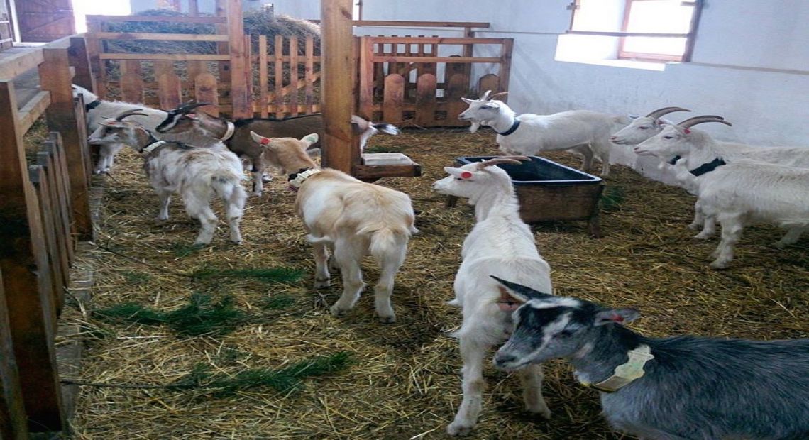 La Farme d’Elise goat cheese farm near Lviv