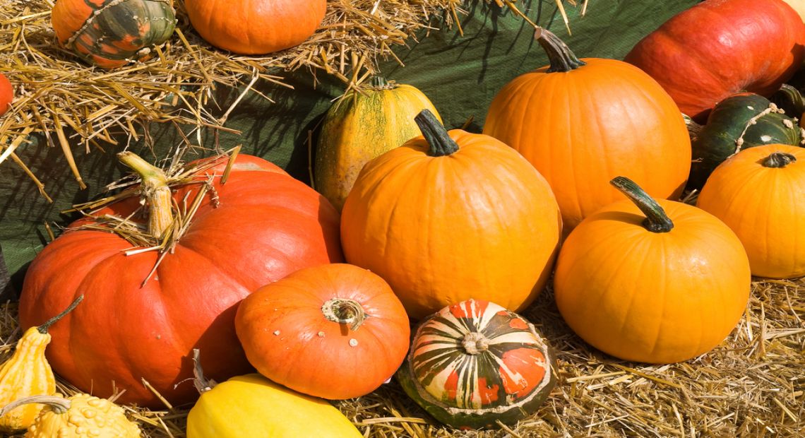 Pumpkin Festival in Kartata Potata Cafe Kyiv