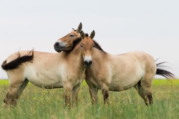 Askania Nova Natural Biosphere Reserve in Ukraine