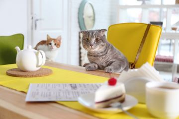 Fourfooted House Cat Café in Kyiv