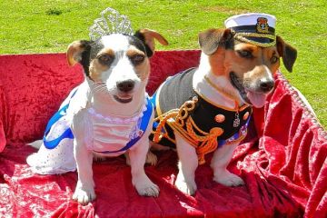 Jack Russell Terrier Parade in Kyiv