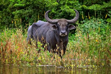 Odesa Eco Park Became Home to the Experimental Herd of Buffaloes