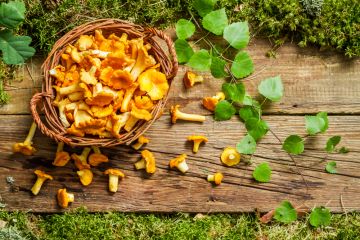 Best Places for Collecting Mushrooms near Kyiv