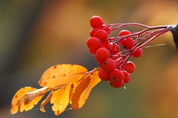 Autumnal Equinox: Slavic Traditions and Rites