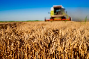 Grain Maths or Talking Numbers About the Grain Segment