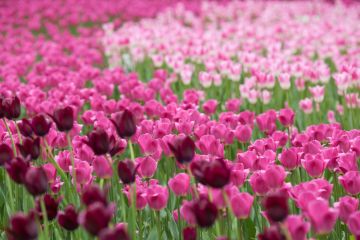 Spring 2018 Tulips Festival in Kyiv