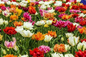 Exhibition of tulips in Kiev