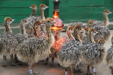 Ostrich Farm near Kiev 