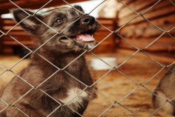 Sirius Dog Shelter in Kiev