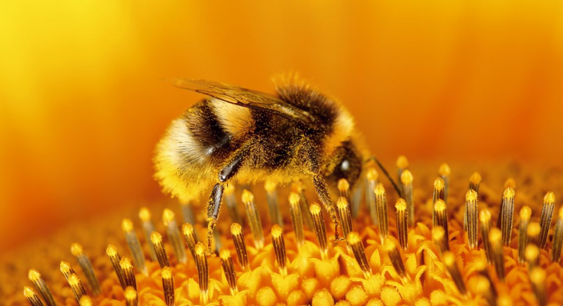 Dziva Krayina: Ukrainian Bumblebee Paradise
