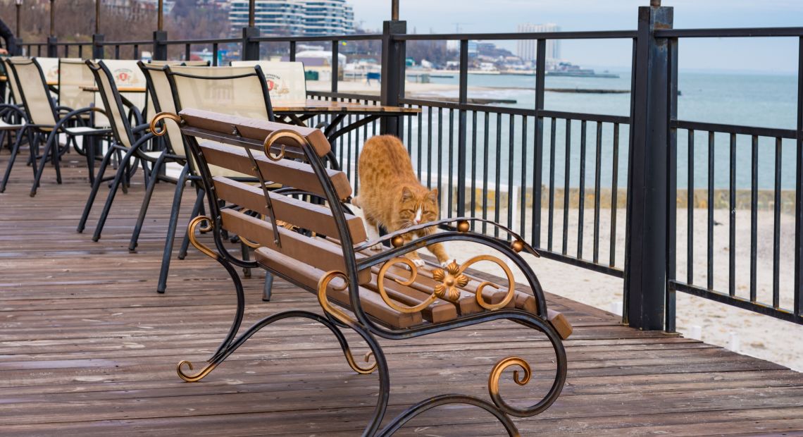 Cat stretches on a bench in Odesa