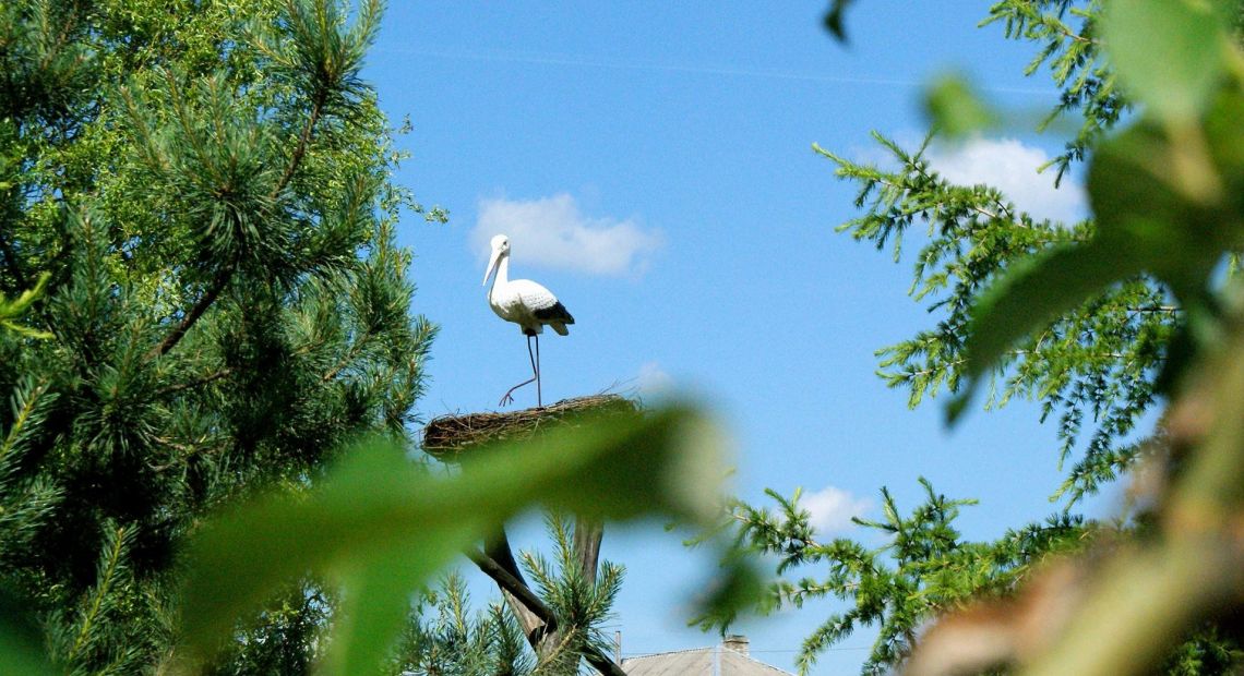 stork in nest in woods
