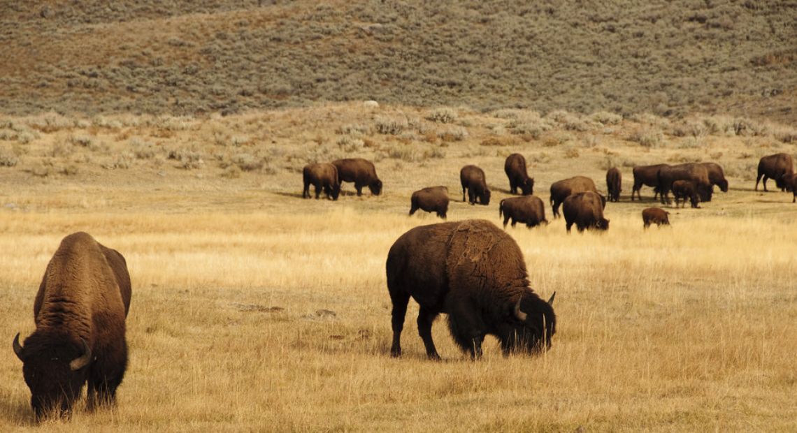 Bisons in Seymskiy Landscape Park