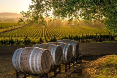 Ukrainian Wineries Worth Visiting