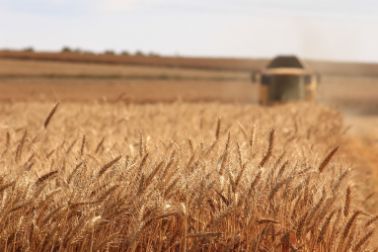 Wheat field in summer
