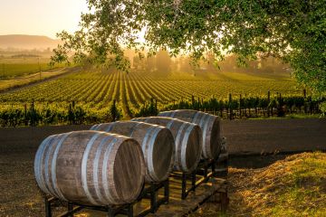 Ukrainian Wineries Worth Visiting