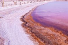 unusual lake with pink water and white salty shore