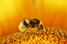 Dziva Krayina: Ukrainian Bumblebee Paradise