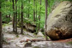huge stone in forest