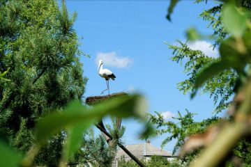 stork in nest in woods