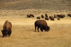 Bisons in Seymskiy Landscape Park