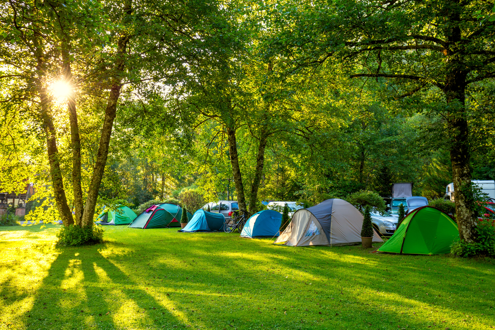 Bushy forest and camping
