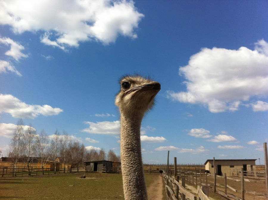 ostrichfarm