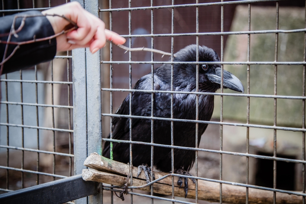 Raven in cage