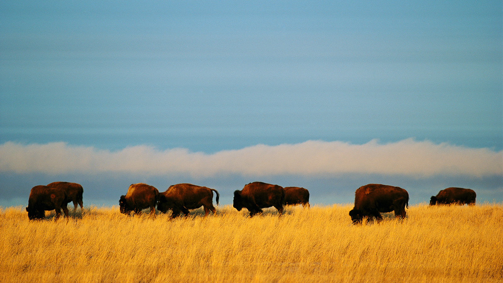 bison herd plains