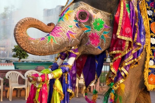 Elephant Festival on Holi in Jaipur Rajasthan 9c35a6ad252d7f86bd82e48fefc9831a