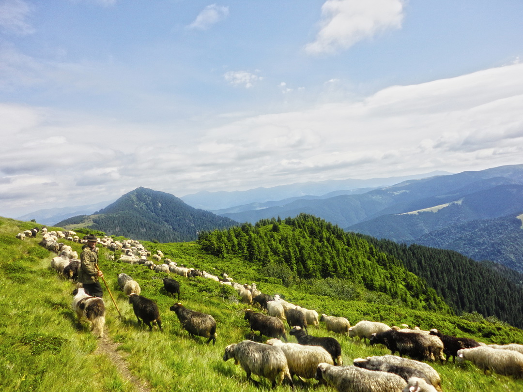 Sheep in the Carpathian National Nature Park