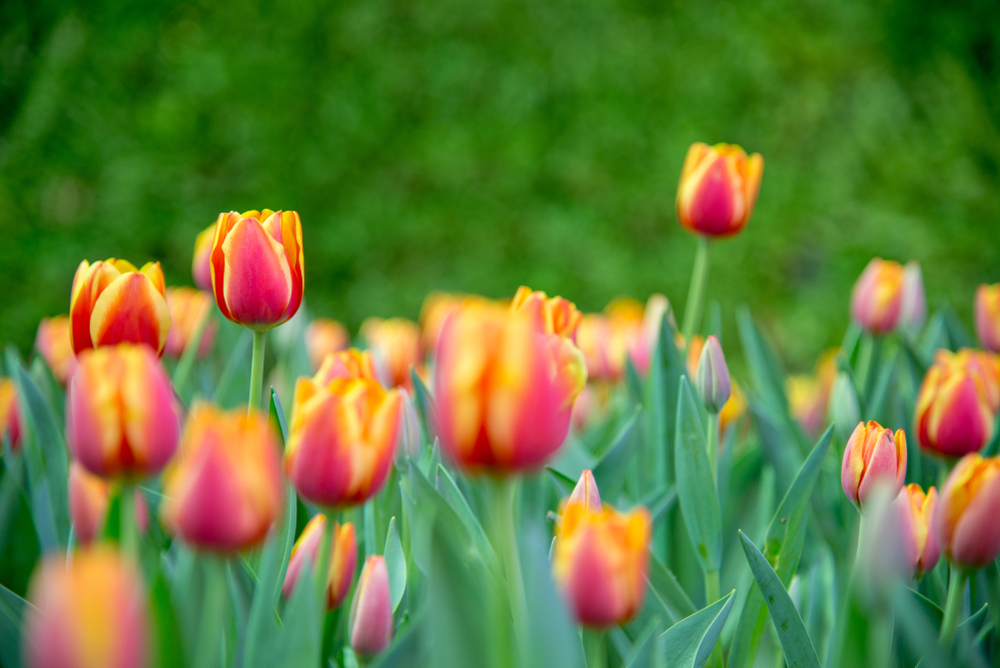 tulips