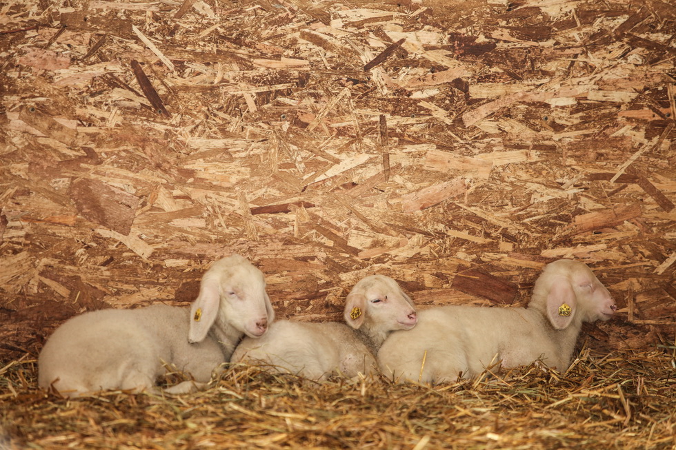 merinos zahid 2014 40