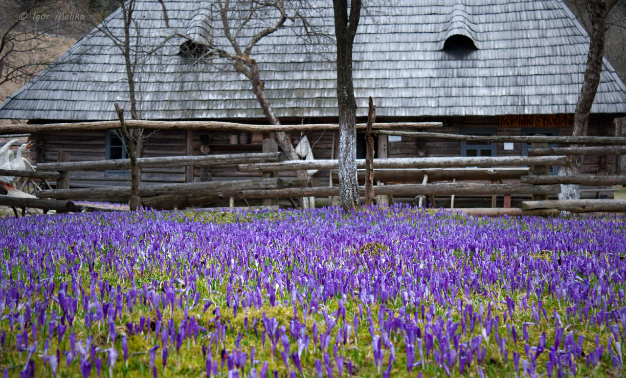 crocus