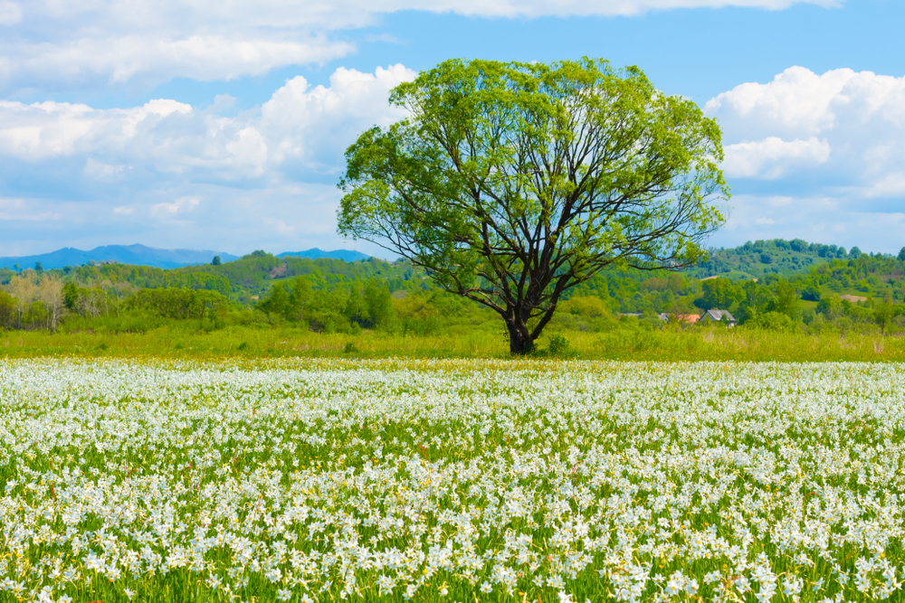 daffodils