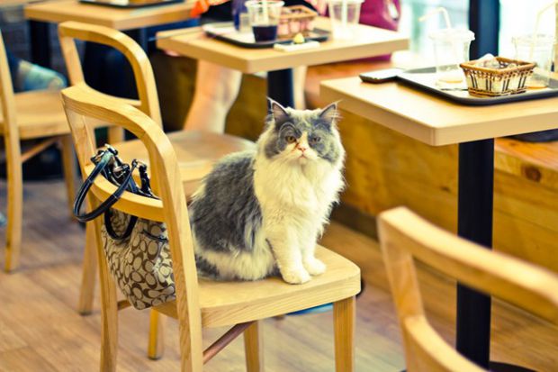 Cat cafe lviv 3