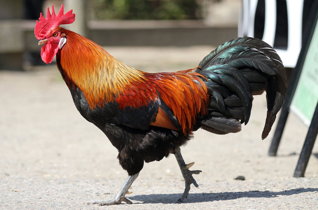 stock pack example rooster by oniendra d965p12