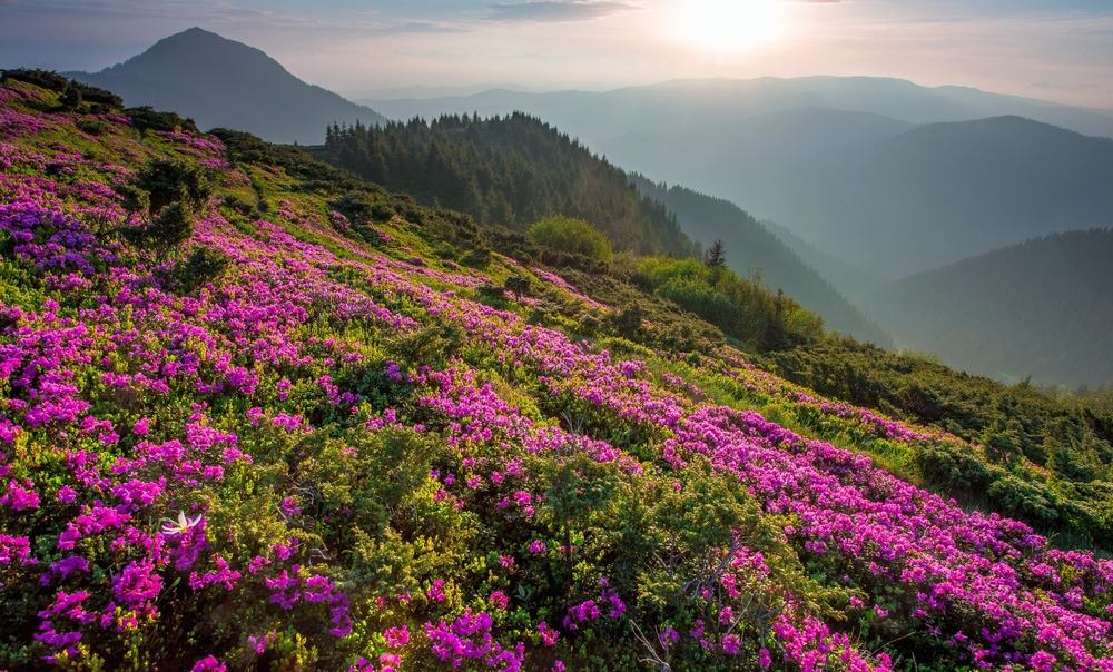 Carpathian flowers in blossom
