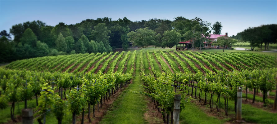 young vineyard