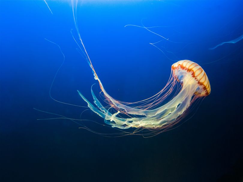 Jellyfish in the sea