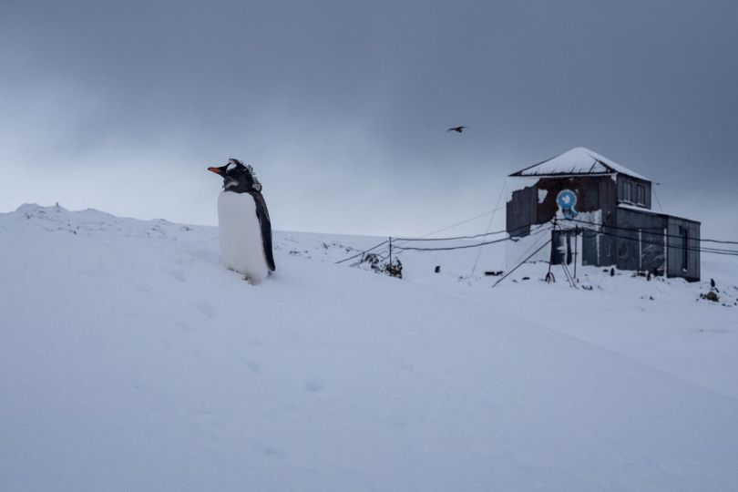 Lonely penguin