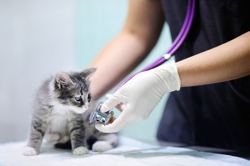 Kitten in a vet clinic