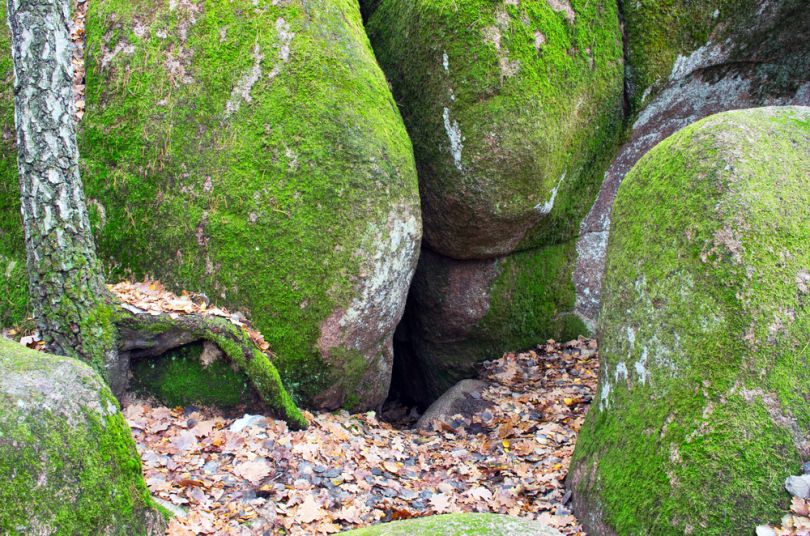 moss-grown stones in the woods