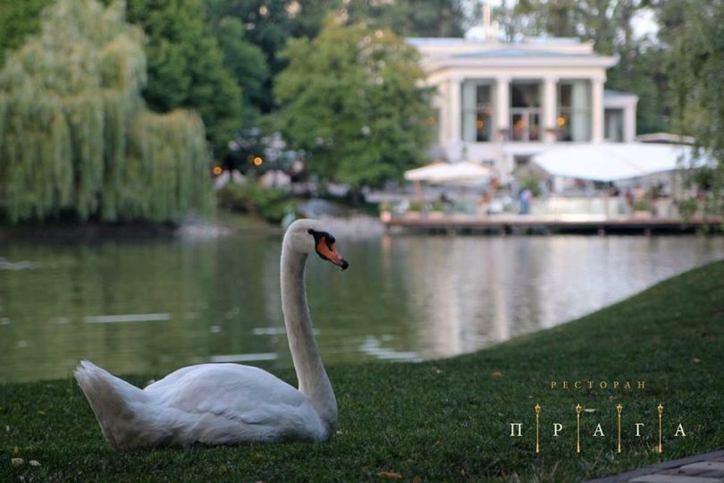 Swan in the Praha restaurant in Kyiv